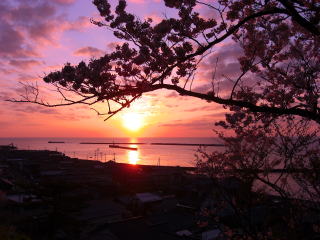 展望坂から見る桜と夕日